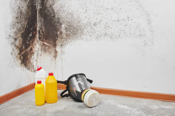 Best Professional Mold Removal  in Mcminnville, TN