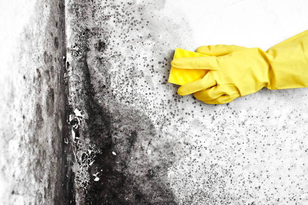Best Local Mold Removal Service  in Mcminnville, TN