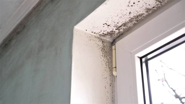 Best Home Mold Removal  in Mcminnville, TN
