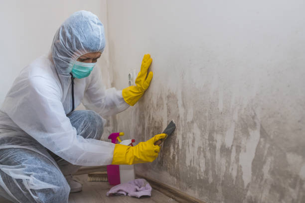 Best Same-Day Mold Removal  in Mcminnville, TN