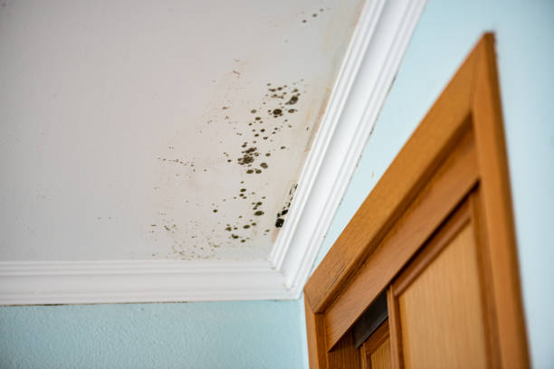 Best Local Mold Removal Service  in Mcminnville, TN