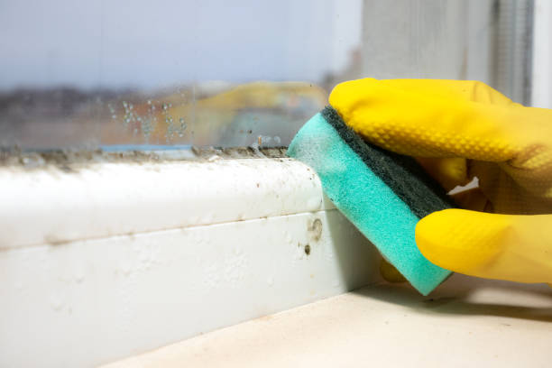 Best Home Mold Removal  in Mcminnville, TN