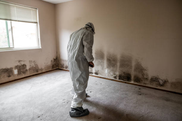 Best Certified Mold Removal  in Mcminnville, TN