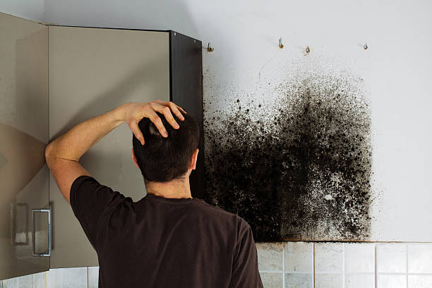 Best Black Mold Removal  in Mcminnville, TN